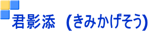 君影添 (きみかげそう)